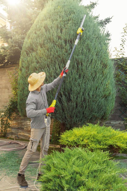 Best Tree Removal  in Union City, CA